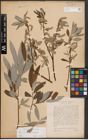 Foto von Salix caprea L. x Salix eleagnos Scop.